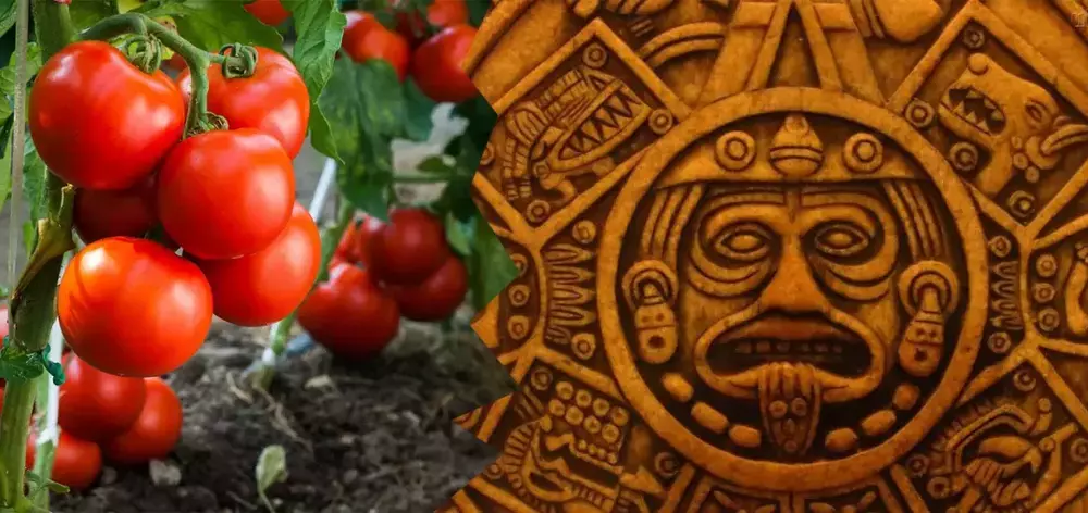 TOMATO PASTE. HISTORY OF ORIGIN