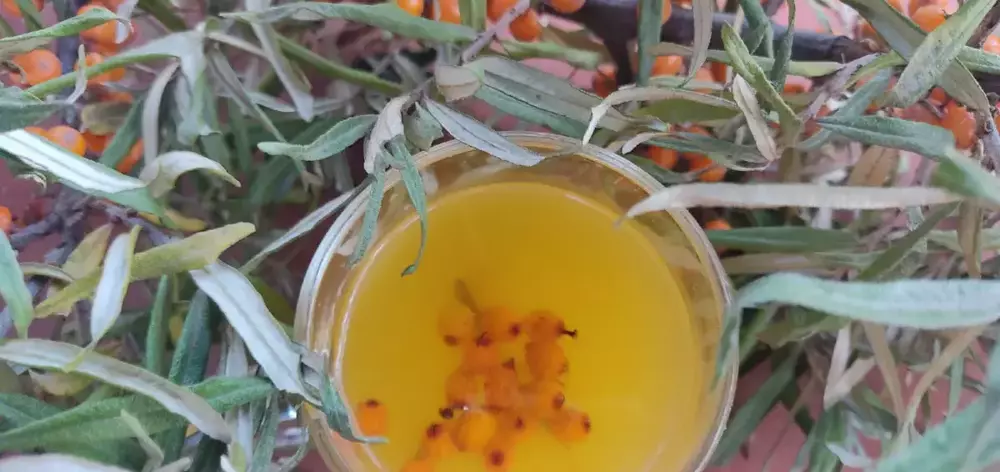 Польза морса из облепихи