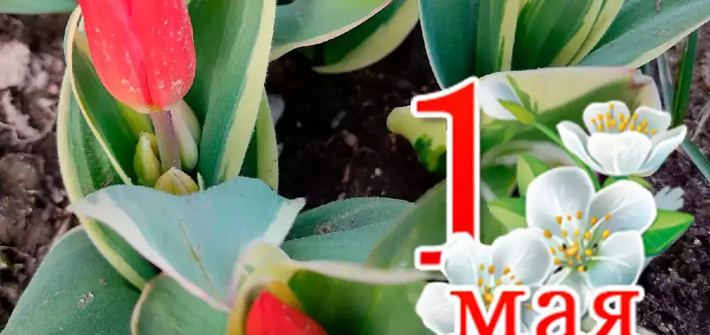 С 1 Мая. Праздник весны, мира и труда!