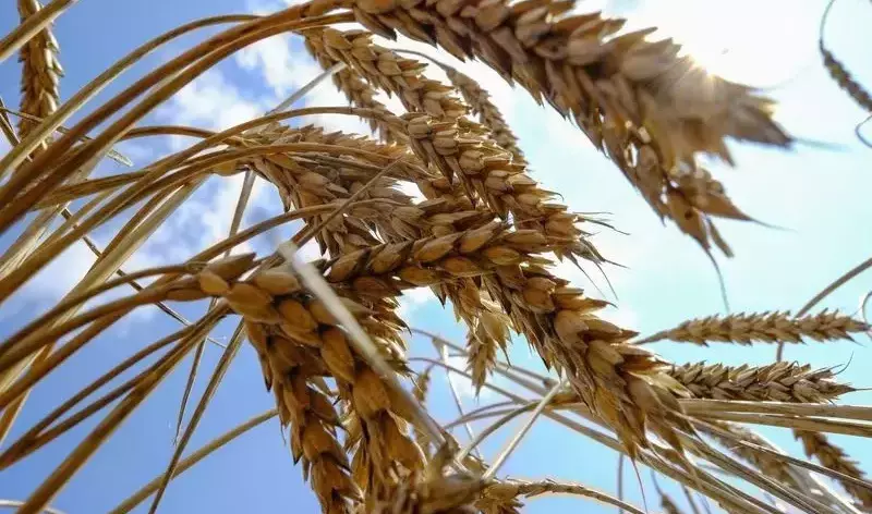 Food fibers mixtures wholesale deliveries
